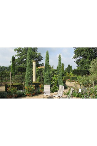 Ялівець скельний Блю Арроу